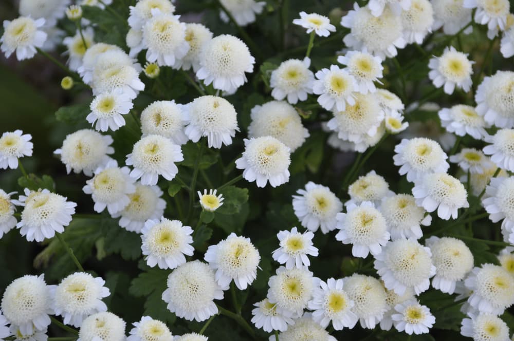 Tanacetum parthenium 'Snowball' with puffy white flowers
