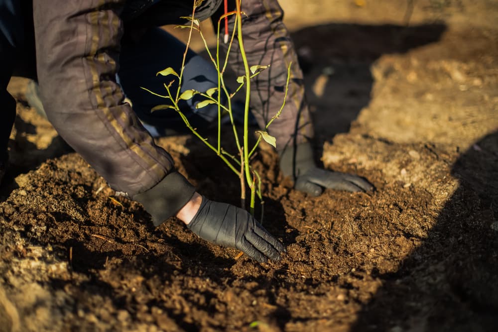 gloved gardener planting out a vaccinium shrub in freshly dug soil