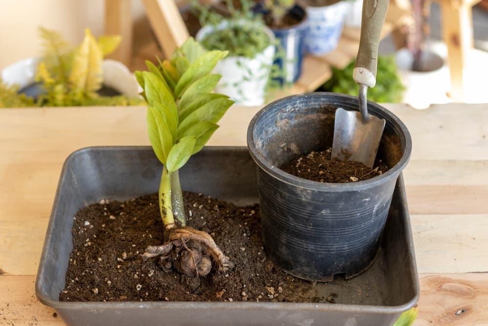 potting up a Zamioculcas zamiifolia plant that has been taken from its pot and has visible roots