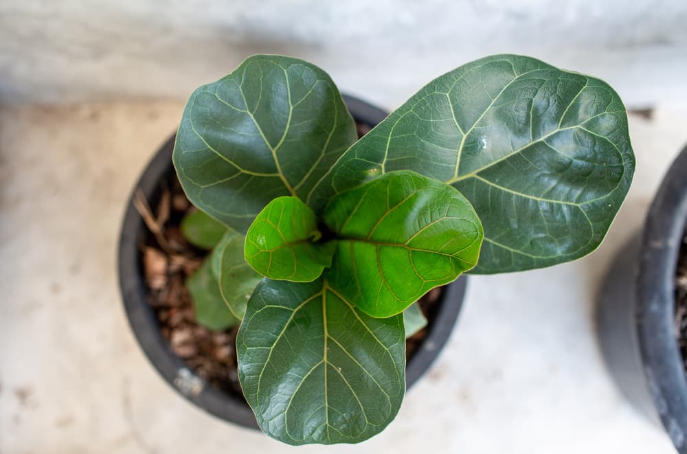 birds eye view of a Ficus lyrata growing from a round plastic pot