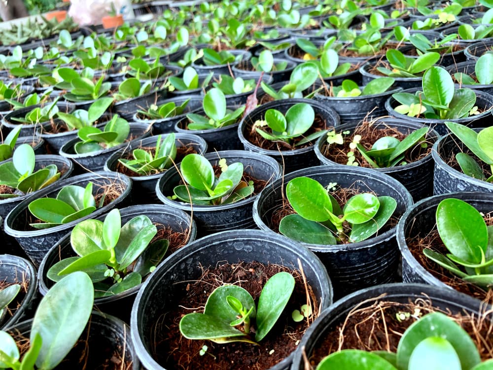 ficus seedlings growing in many small black pots in a plant nursery