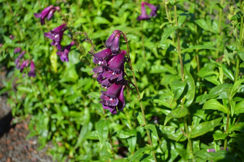 bell-shaped flowers and emerging blooms of Penstemon Burgundy