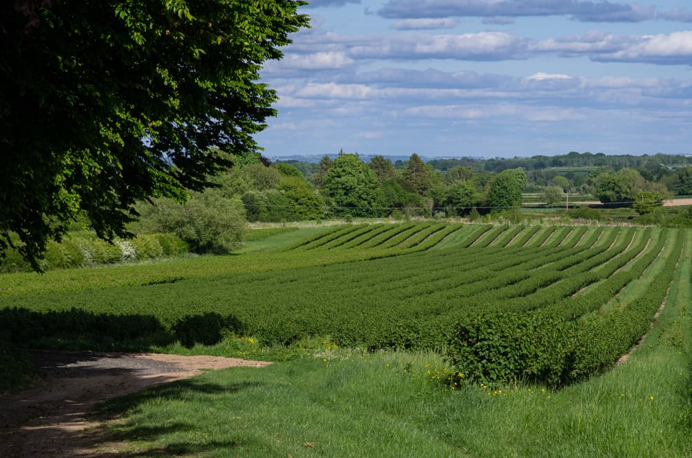 a large blackcurrant field in spring