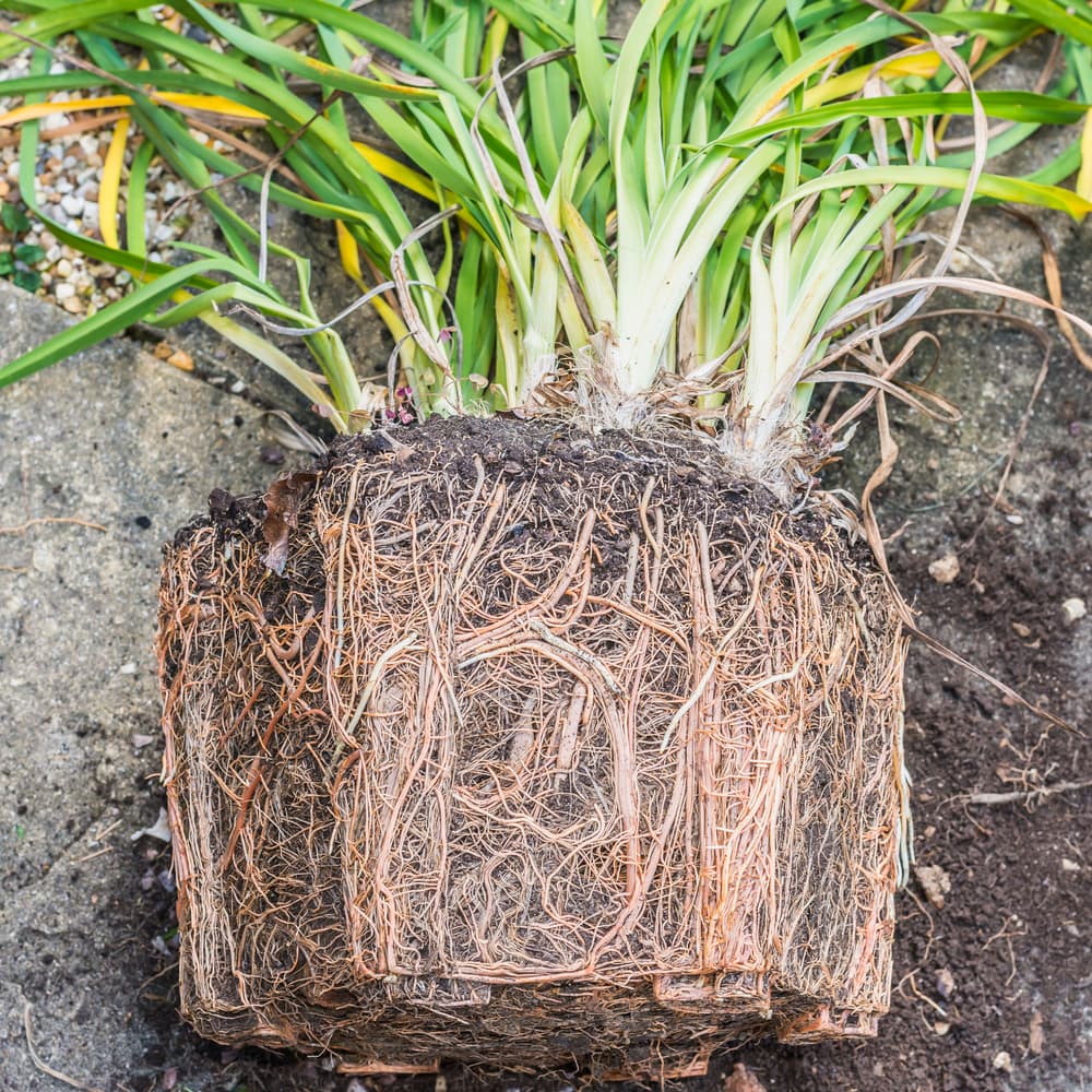 a large, mature clump of hemerocallis with visible root structure and leaves