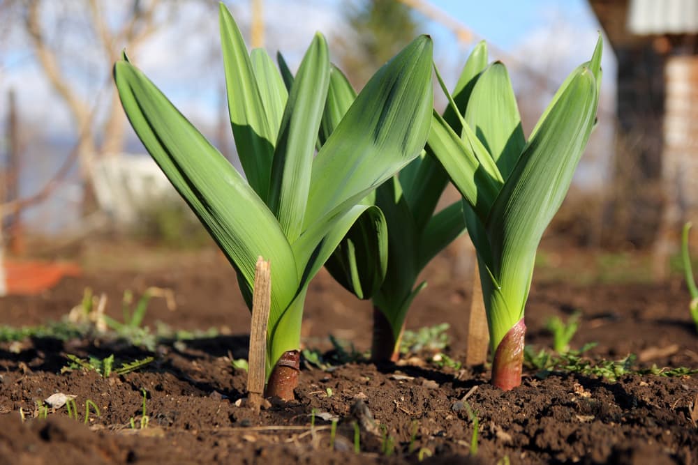 green shoots of wild garlic growing from garden soil