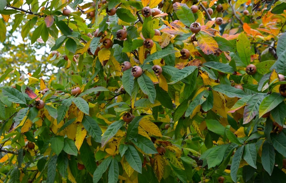 bushy, overgrown medlar with yellowing leaves and brown fruit
