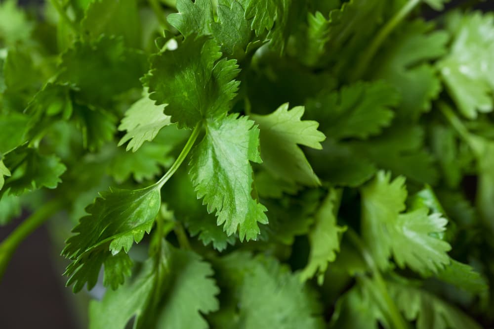 magnified view of serrated edges of coriander leaves