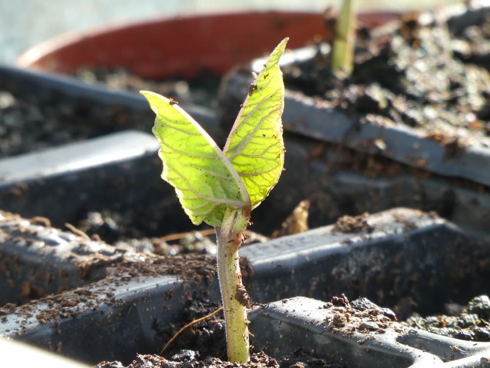 runner beans seedling growing outdoors in sunshine