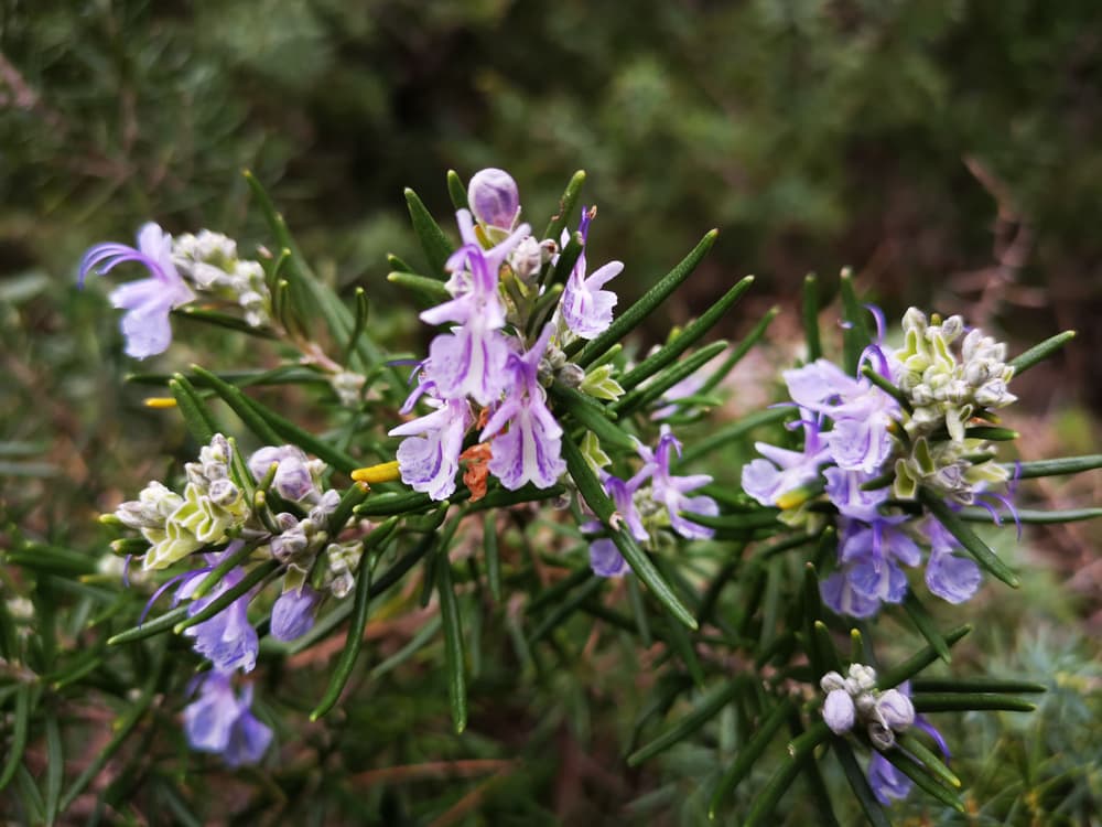 Salvia rosmarinus with pink-purple and white flowers in summer