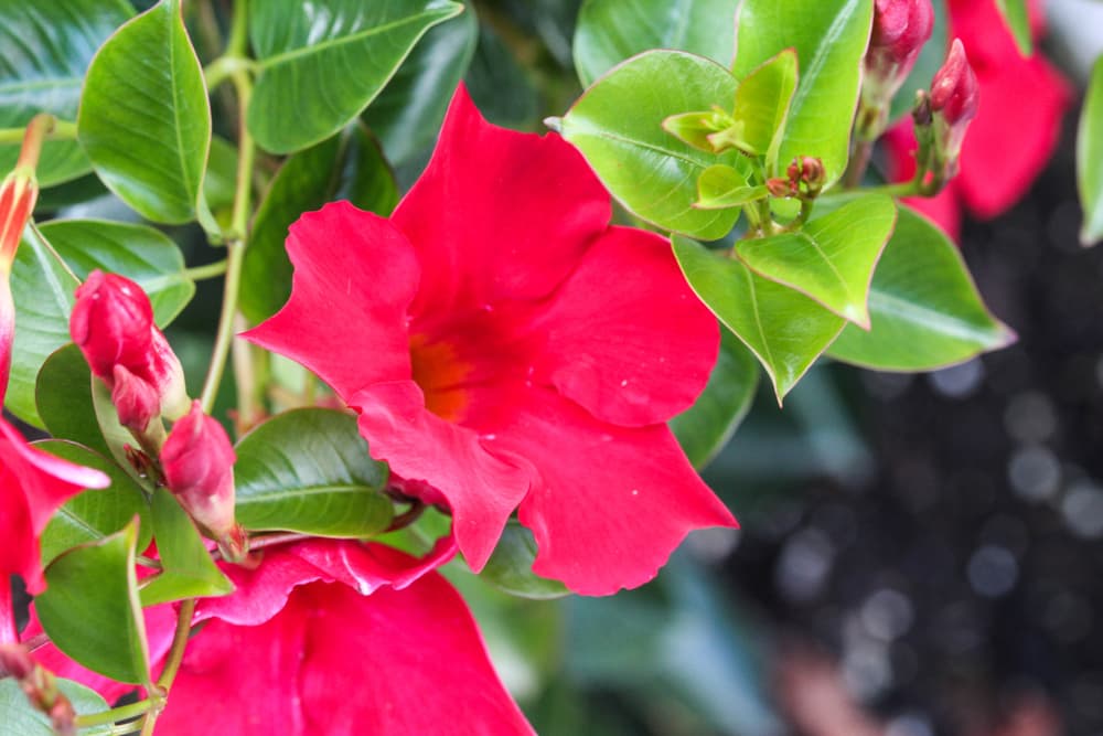 Mandevilla laxa with deep pink flowers