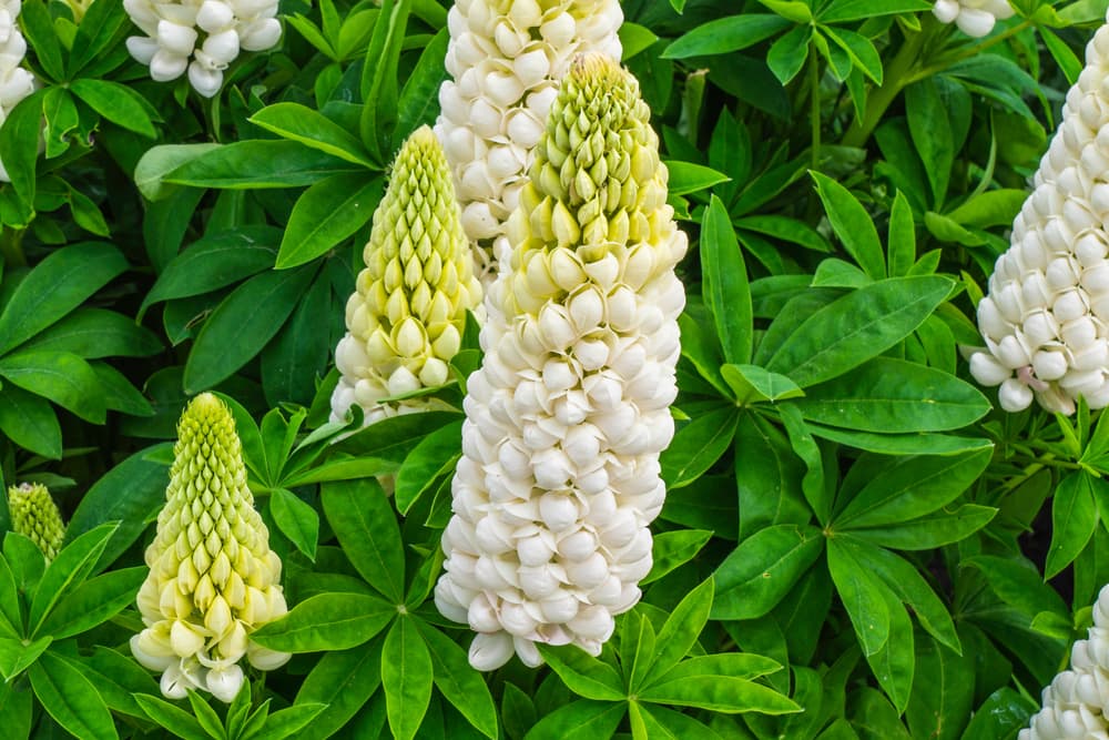 'Polar Princess' variety of lupin, with upright white flowers