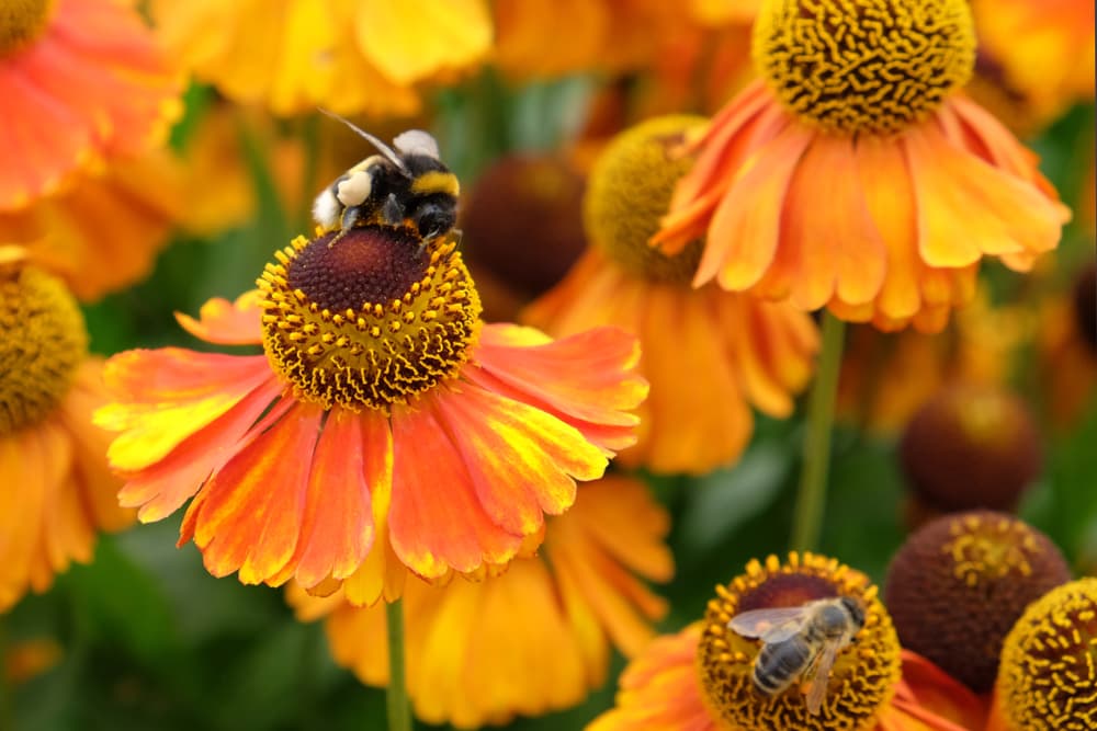 bees harvesting pollen from the flowers of 'Sahin's Early Flowerer'