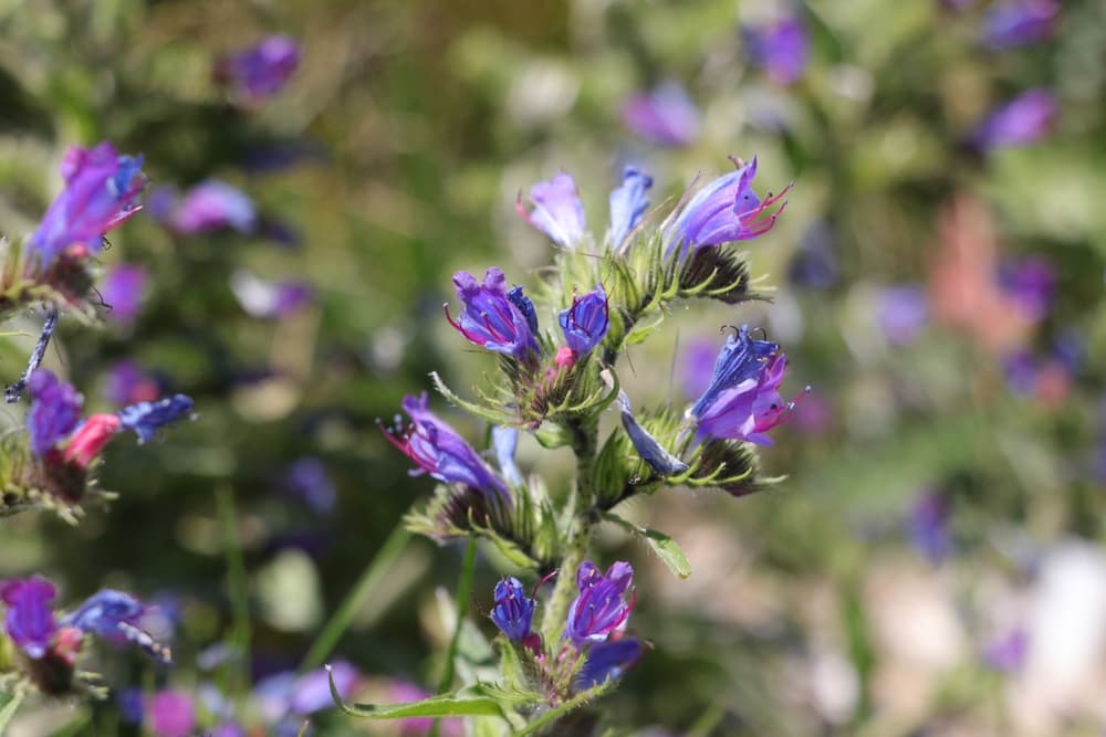 common viper's bugloss with purple coloured flowers