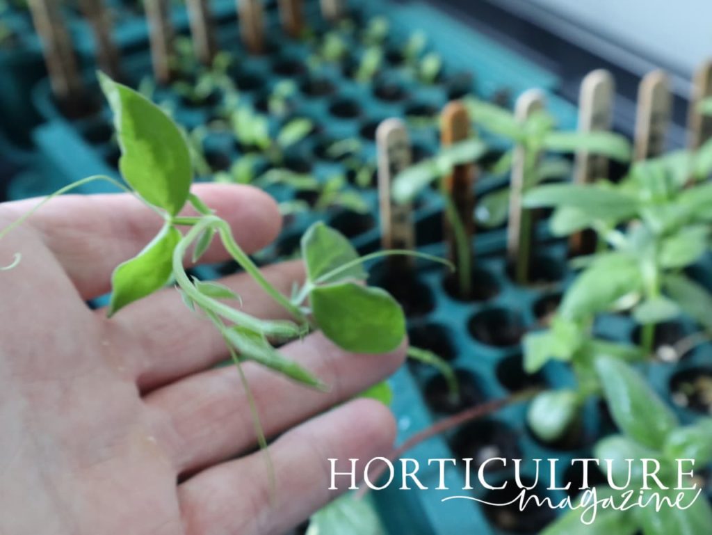 hand holding a sprouting lathyrus seedling