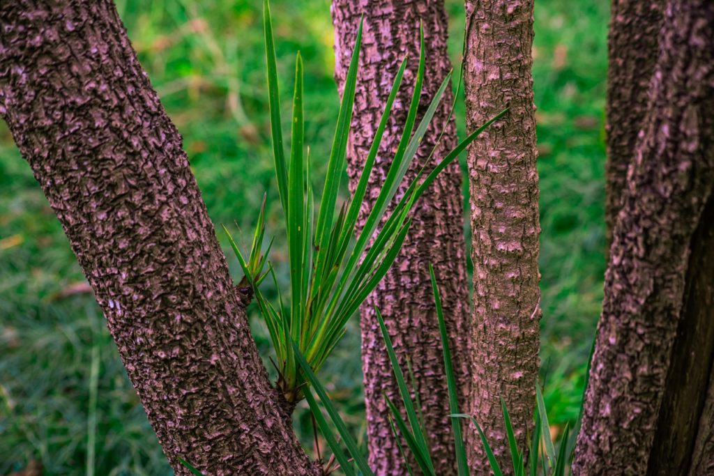 trunks of a cabbage palm plant with some suckers growing from the side producing spiky, long green leaves
