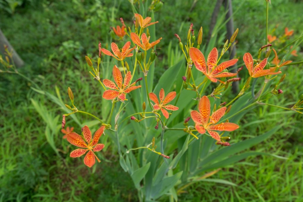 six-petalled orange iris domestica flowers with tall green foliage growing from a grassy lawn