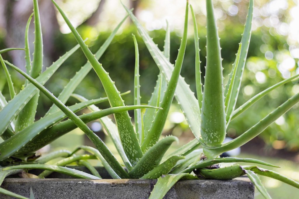 aloe plants growing in a container outside with long, spiky green leaves that are thick and waxy