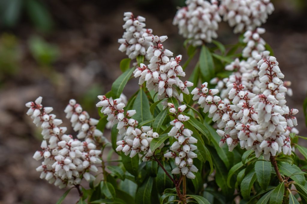 bell-shaped white flowers from a p. 'bonfire' shrub