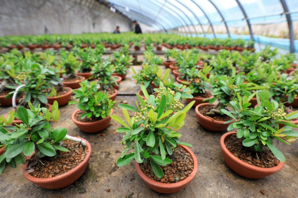 many potted pyracantha being propagated from cuttings in a large nursery greenhouse
