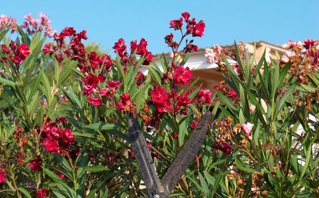 red nerium flowers that have started to turn brown being deadheaded by pruning shears