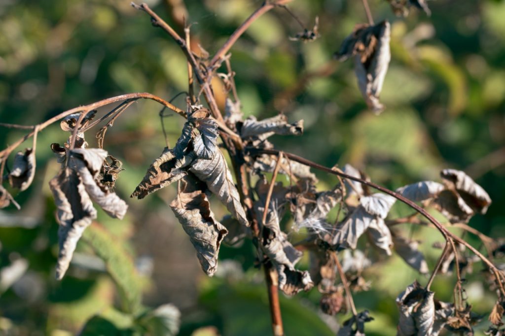 a plant with dead, brown and curled up leaves that has been affected by fireblight