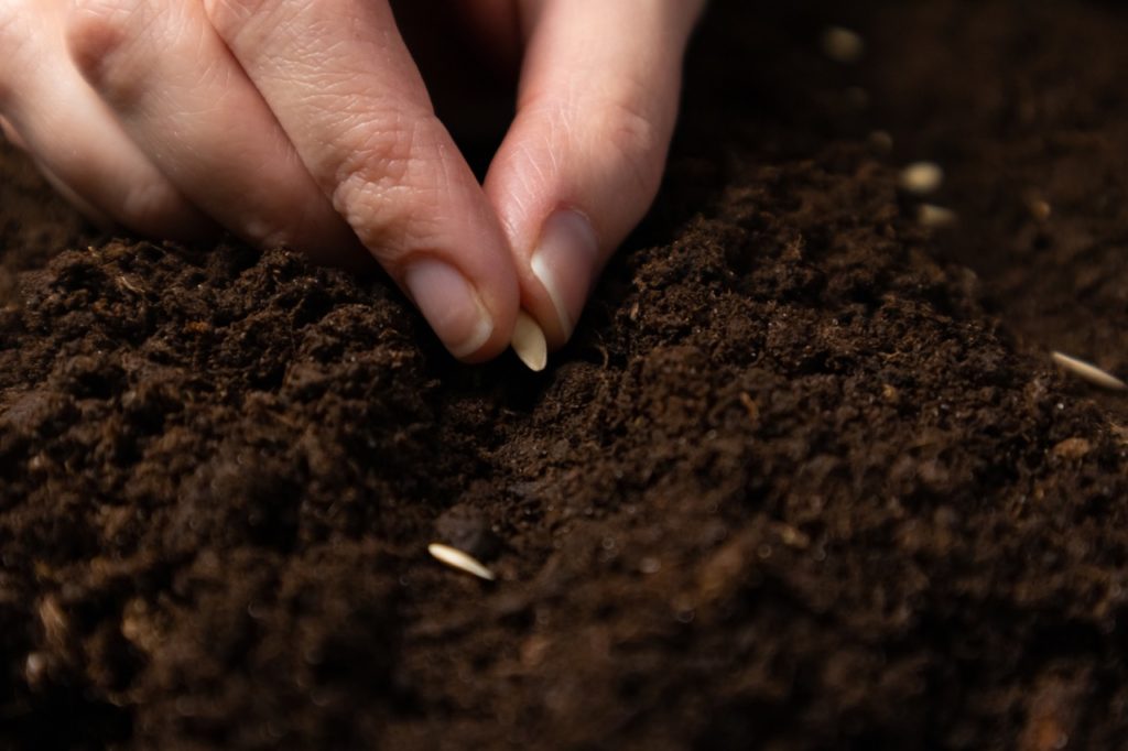 gardener planting seeds into soil in rows outside