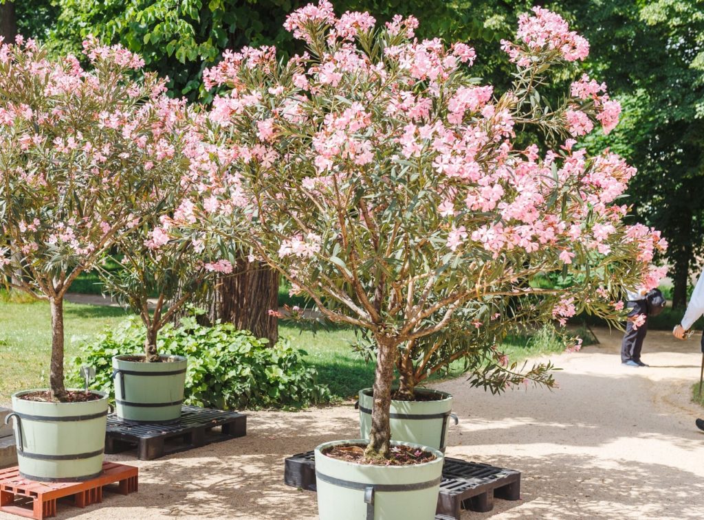pink flowering potted oleander trees that are growing from mulched soil outside in a park