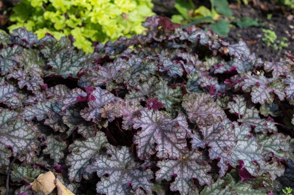 a purple-leaved heuchera 'can-can' plant with dark veins growing outside in a garden bed with a light green shrub in the background