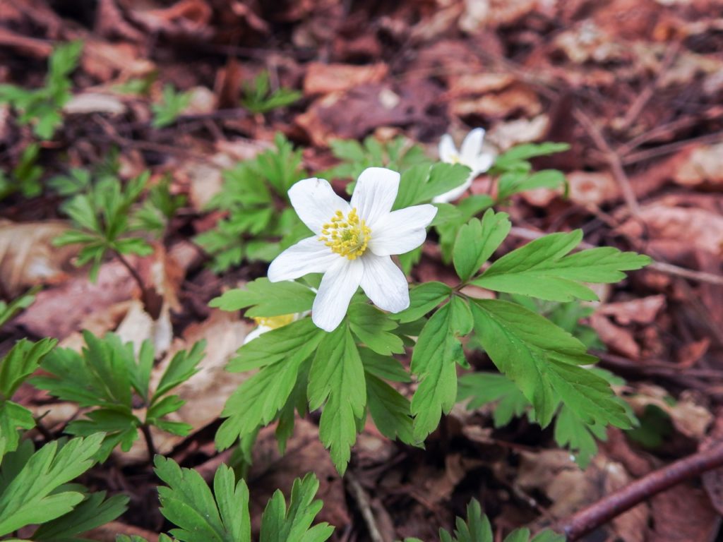 white flowering anemone with small rigid leaves growing from the ground which is covered in brown dead foliage 