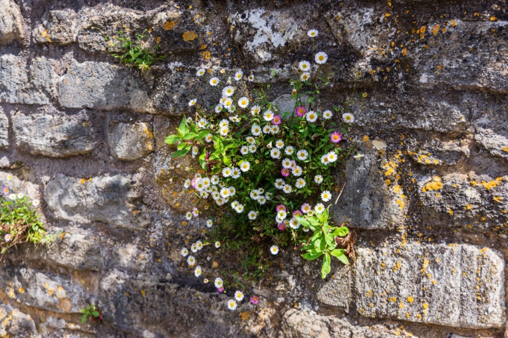 a cluster of Erigeron karvinskianus with pink and white flowers growing from a stony wall