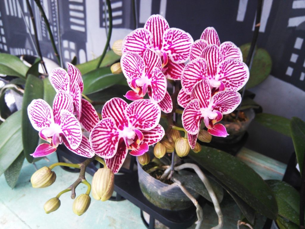 pink and white flowering moth orchids growing from a plastic container indoors on a black table