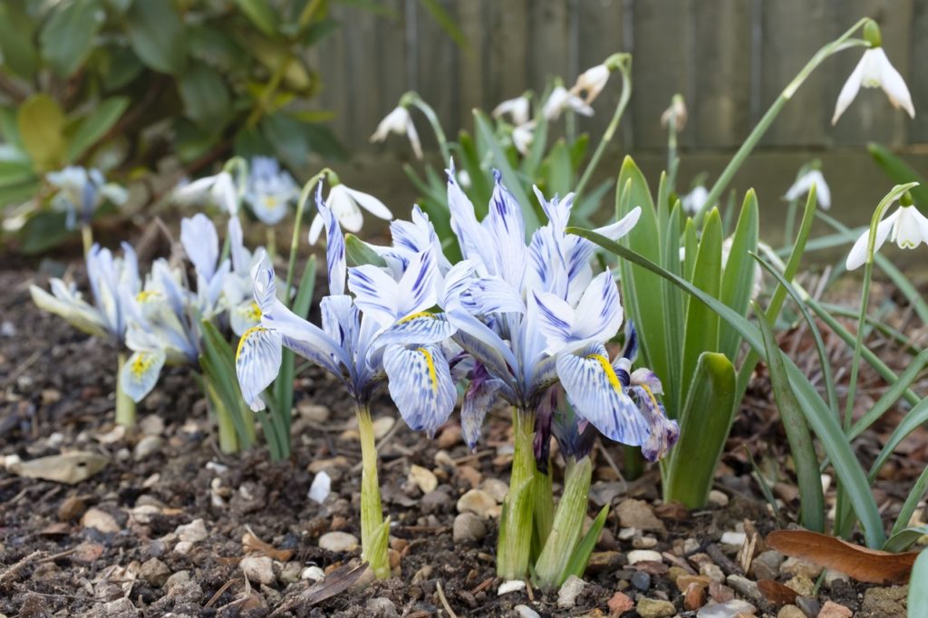 small blue irises with yellow and purple inflections on the petals growing in a garden bed that has been heavily mulched, with flowering snowdrops in the background
