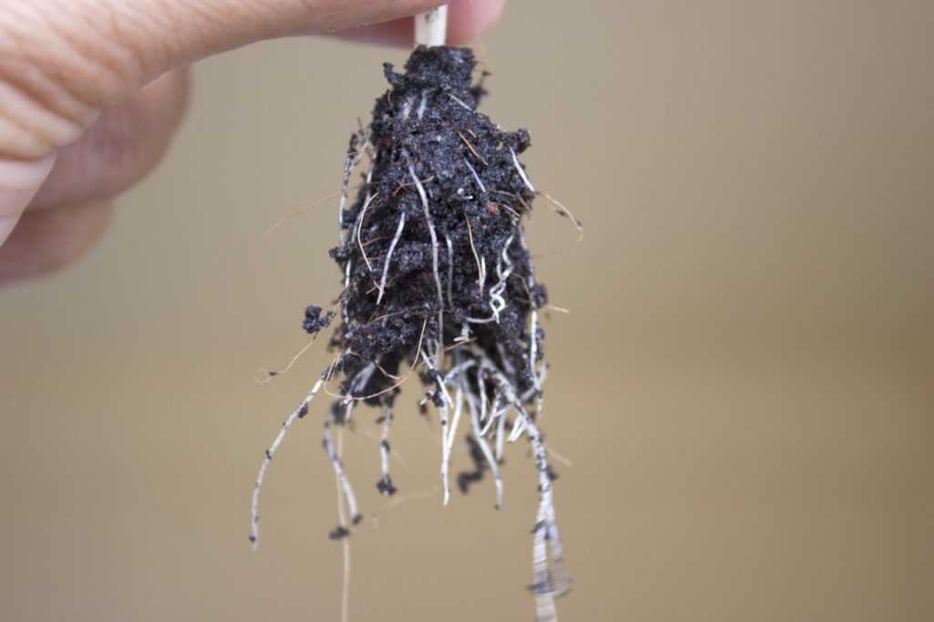thin white roots of a plant being held up by the stem and covered in soil