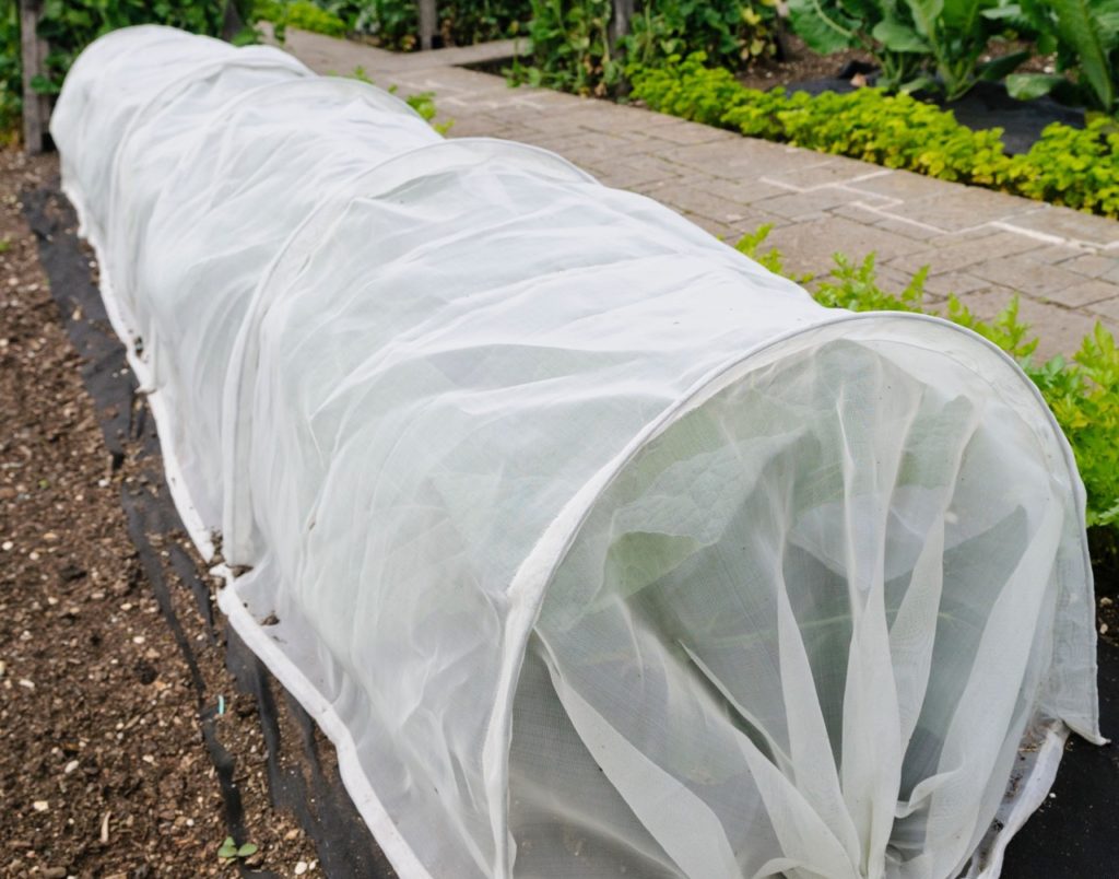 garden plants covered in a poly tunnel to protect them from winds outside in front of a garden path