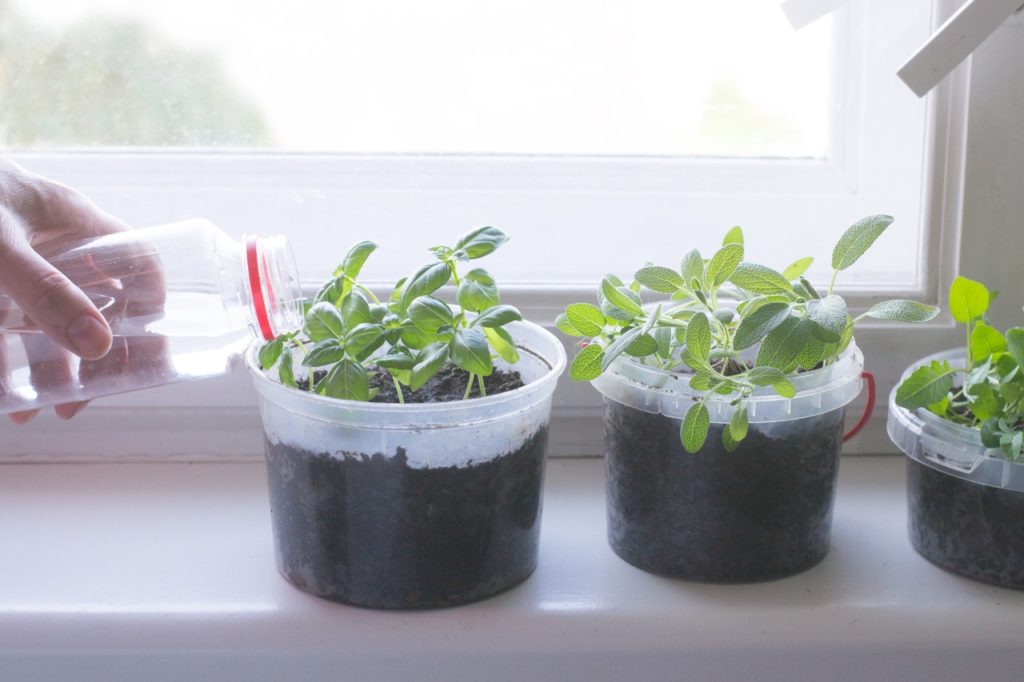 basil seedlings and a salvia cutting propagating on a windowsill in plastic pots