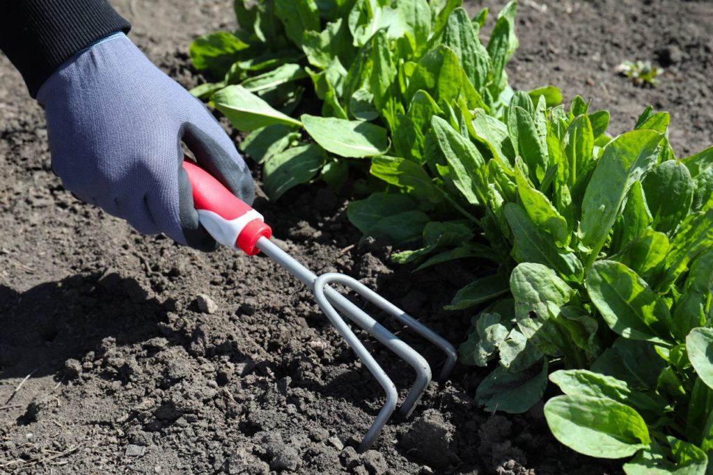 someone using a garden tool to thin out the soil around some green-leaved plants growing in a garden bed