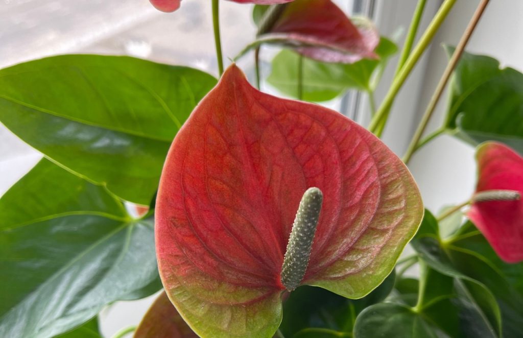 close-up of the red spathe of an anthurium plant with green leaves growing in front of a window indoors