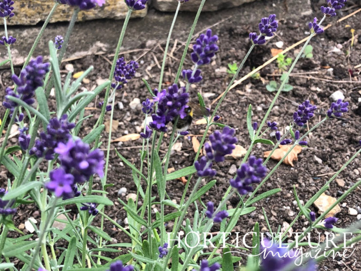 How (And When) To Prune Lavender Horticulture.co.uk