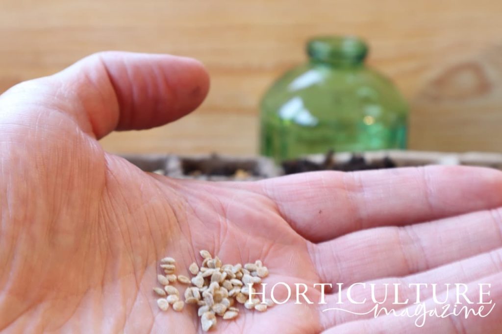 palm of a hand outstretched to reveal seeds of moneymaker tomato variety