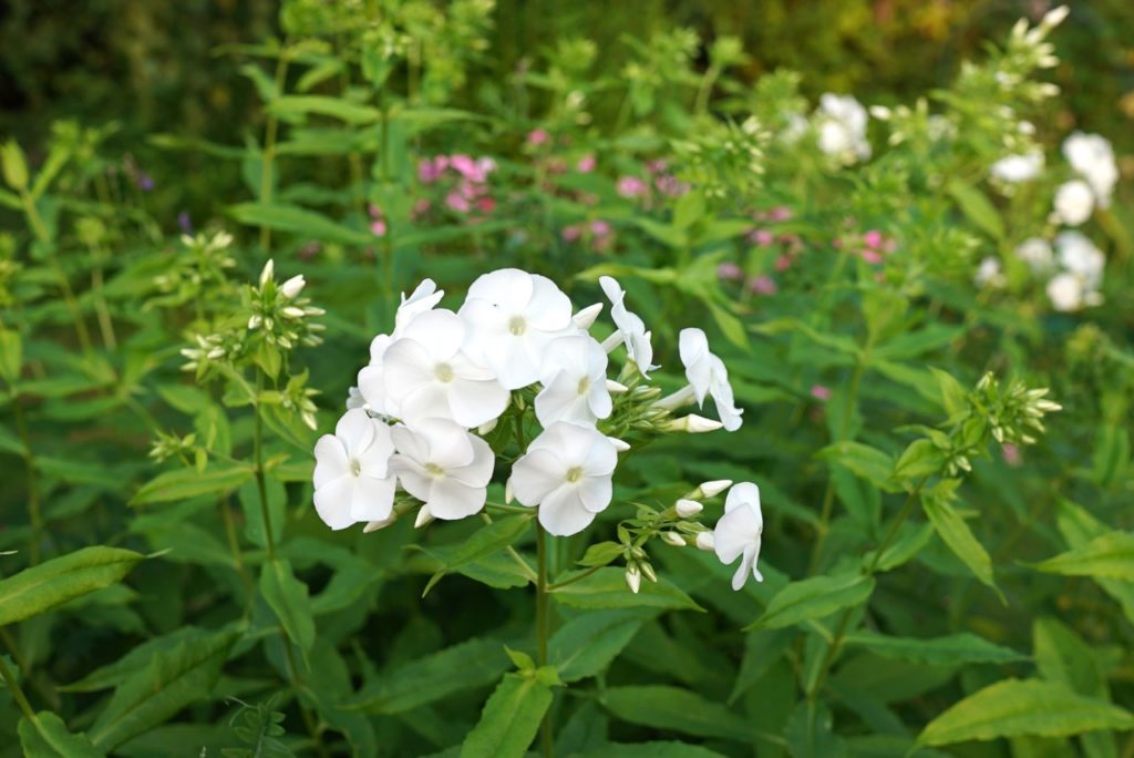 white flowering perennial phlox 'David'