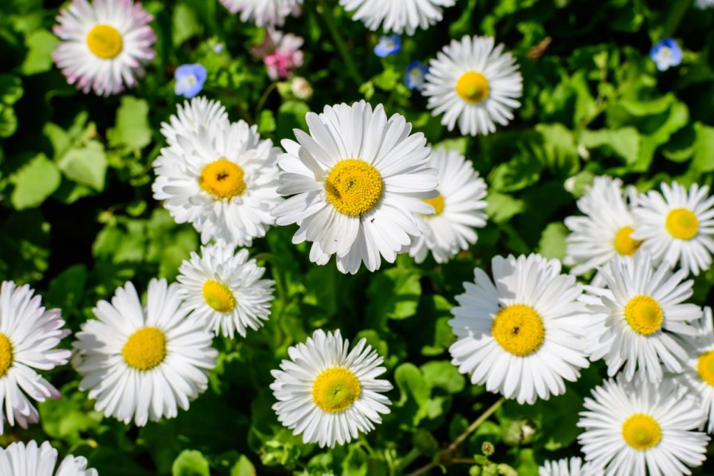 Bellis perennis with daisy flowers featuring frilly white petals protruding from yellow central disks