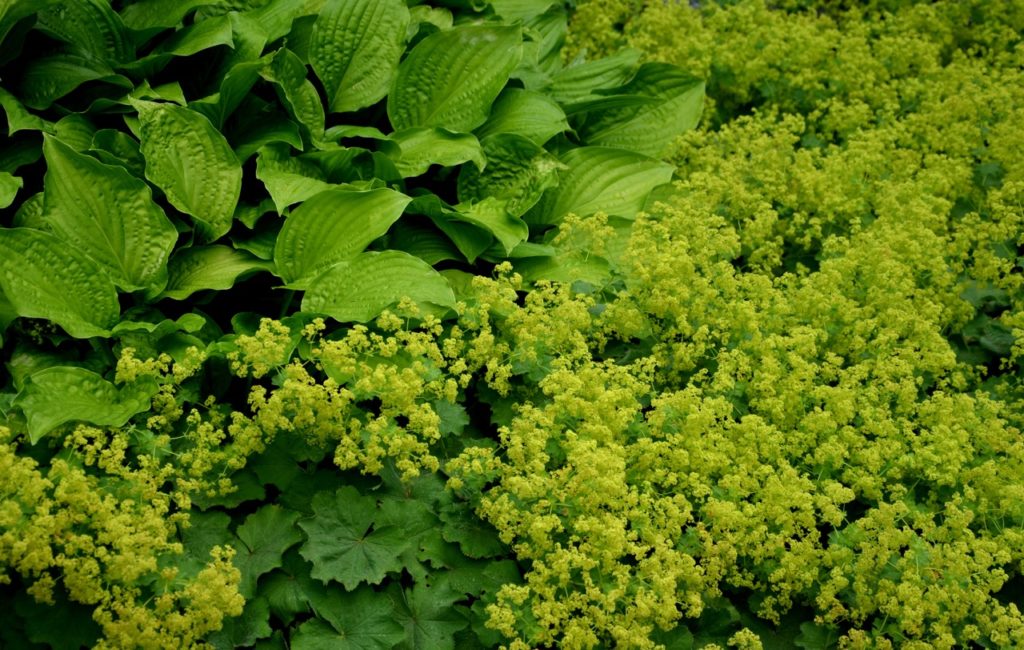 lady's mantle plant with small clusters of yellow flowers growing next to a hosta shrub with large green leaves