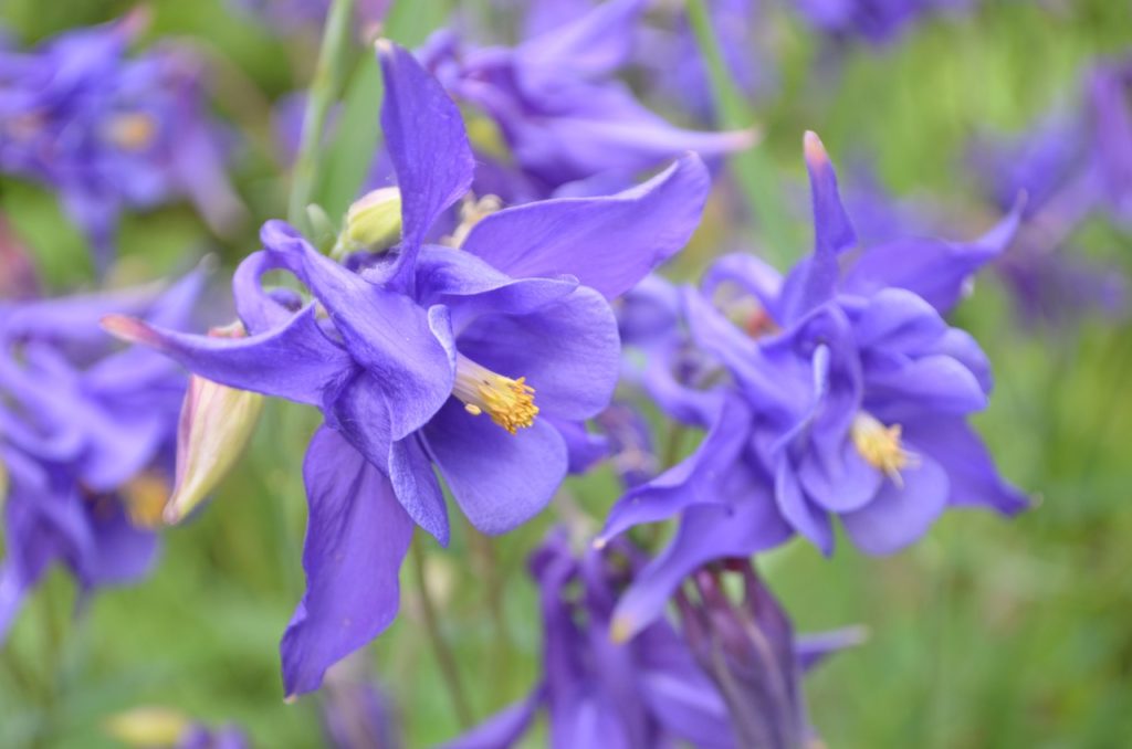 purple columbine flowers with yellow stamen