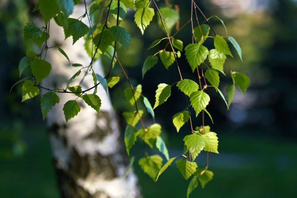diamond-shaped, serrated leaves hanging from the stems of a birch tree