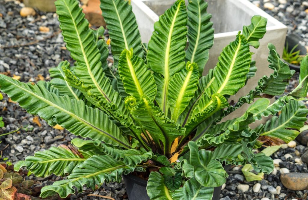 Asplenium nidus 'Victoria' plant with waxy, curled green leaves growing in a pot on a pebbled ground