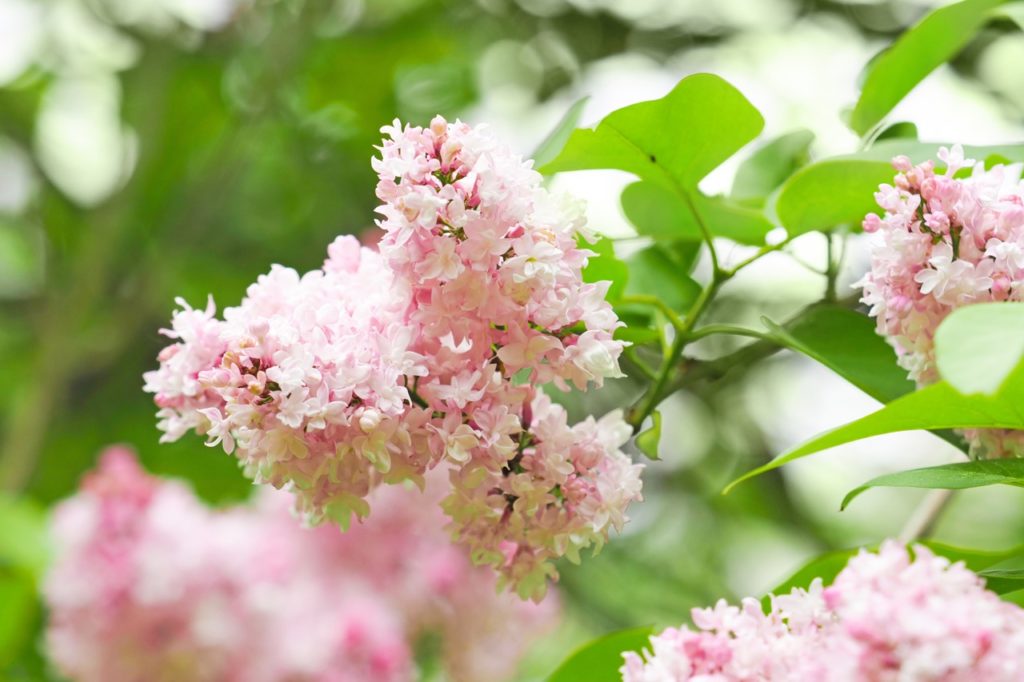 pink flowers growing in clusters from the branch of a syringa plant