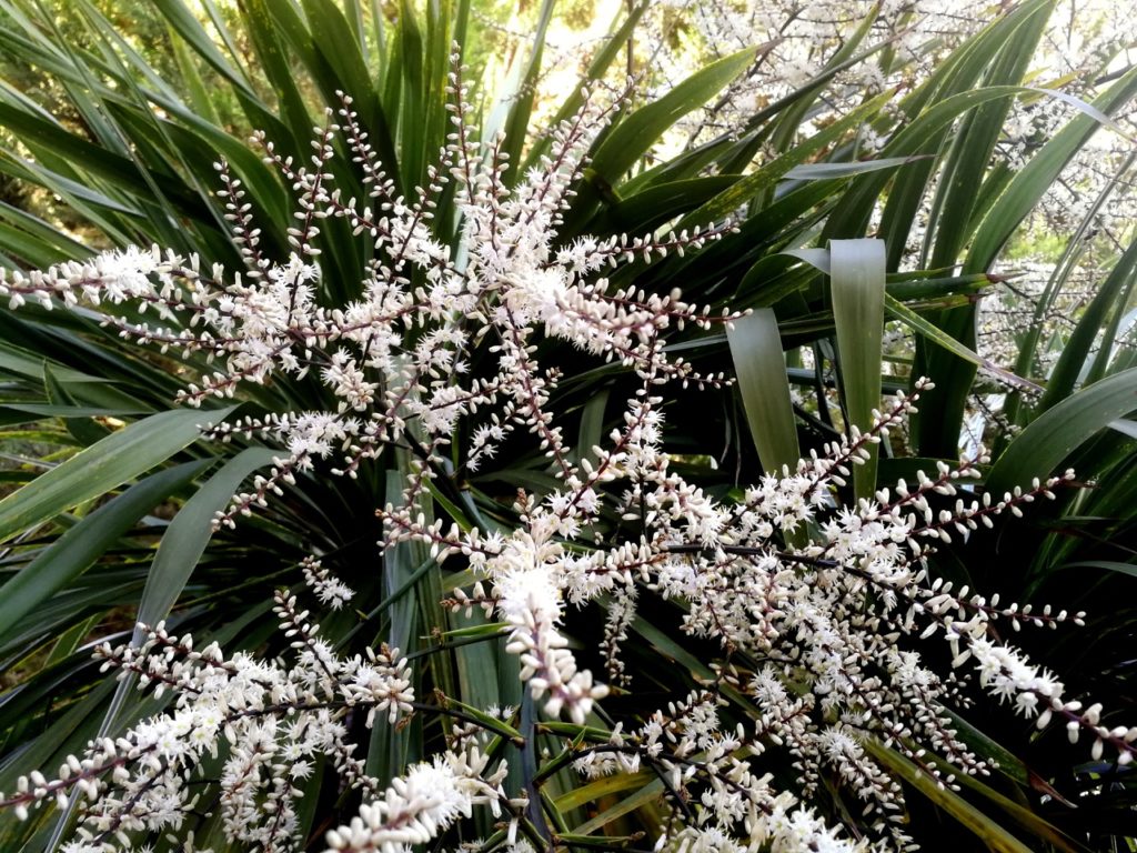 mountain cabbage tree with long, dark green leaves and stems bearing lots of white flowers