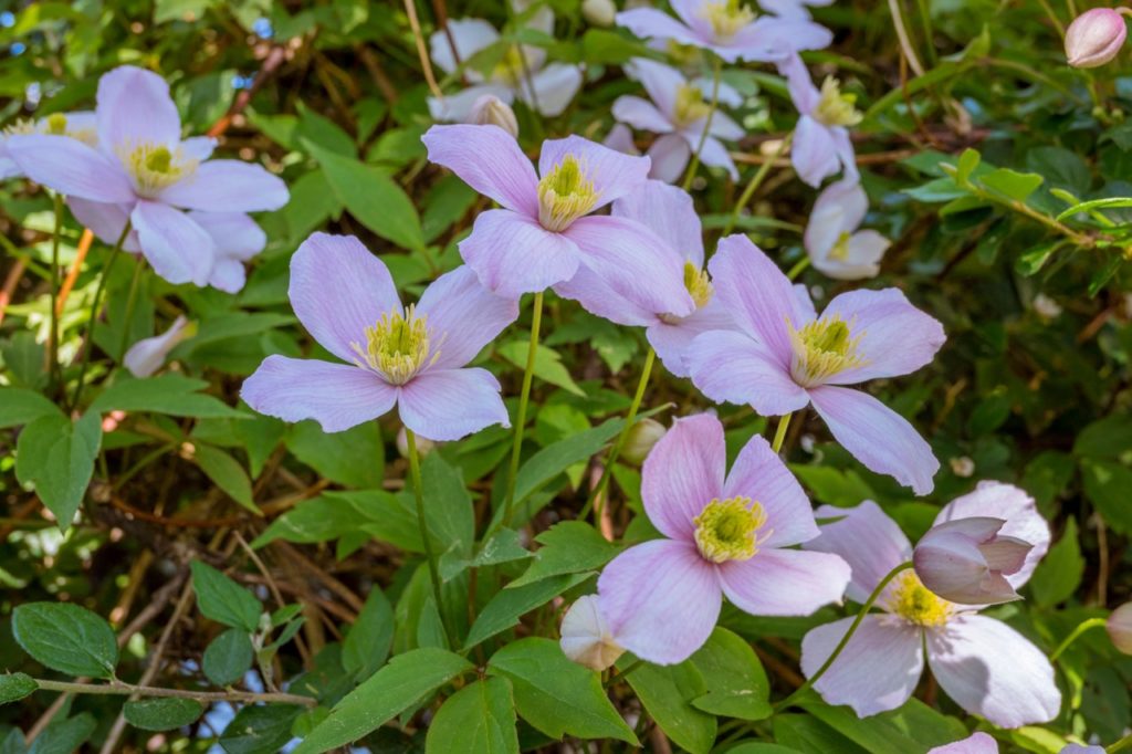 pink flowering C. Montana ‘Elizabeth’ with yellow centres