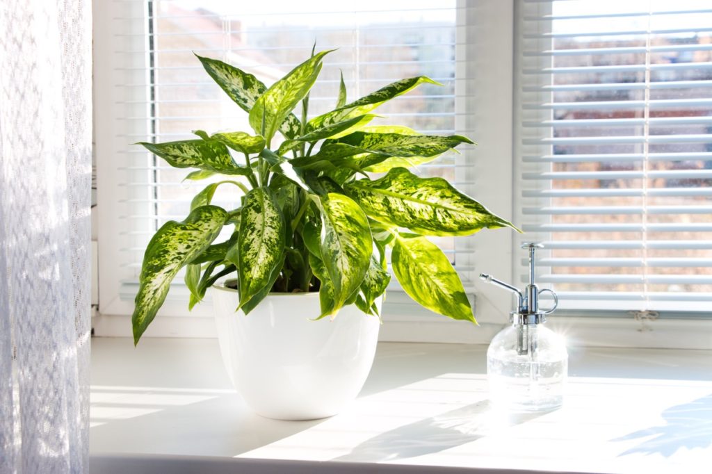 dumb cane with green and yellow variegated leaves growing on a windowsill with a mister full of water next to it