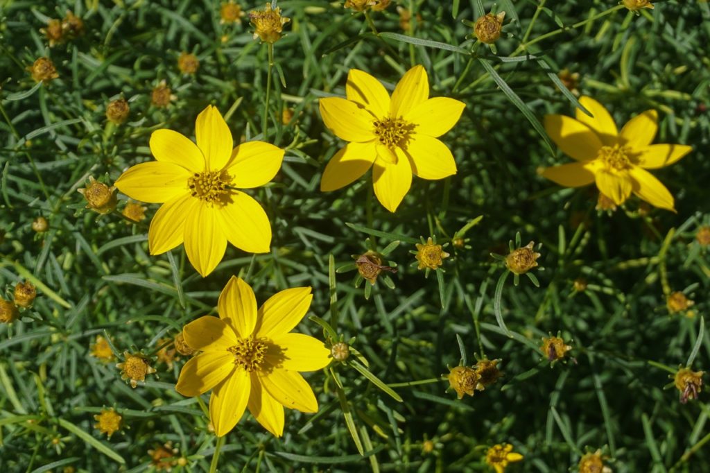 coreopsis verticillata plant with yellow flowers and thin green leaves